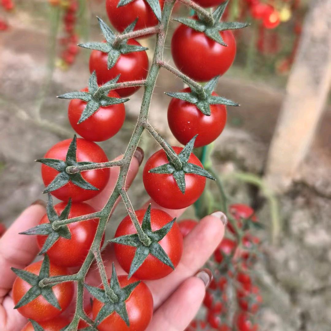种业源爷