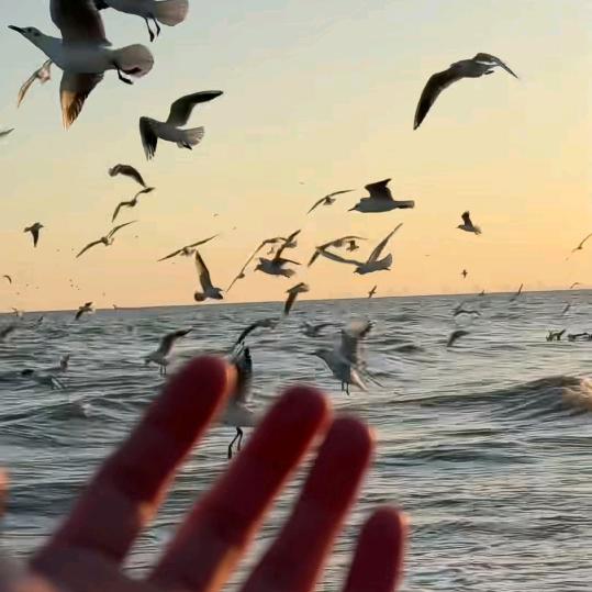 海鸥飞