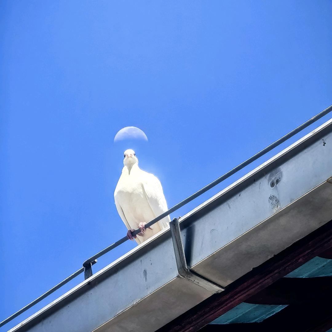 九华半俗