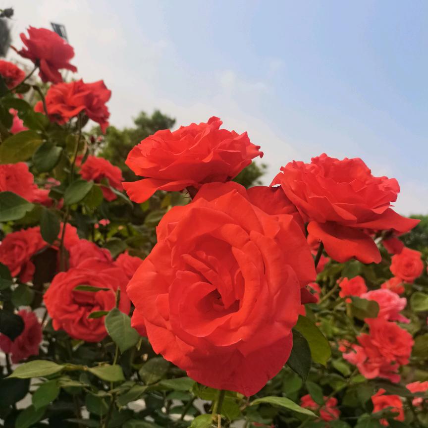 曼溪奶奶