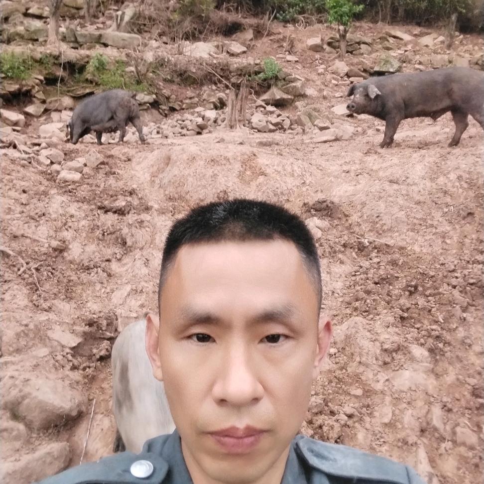 杨二爹的跑山黑土猪
