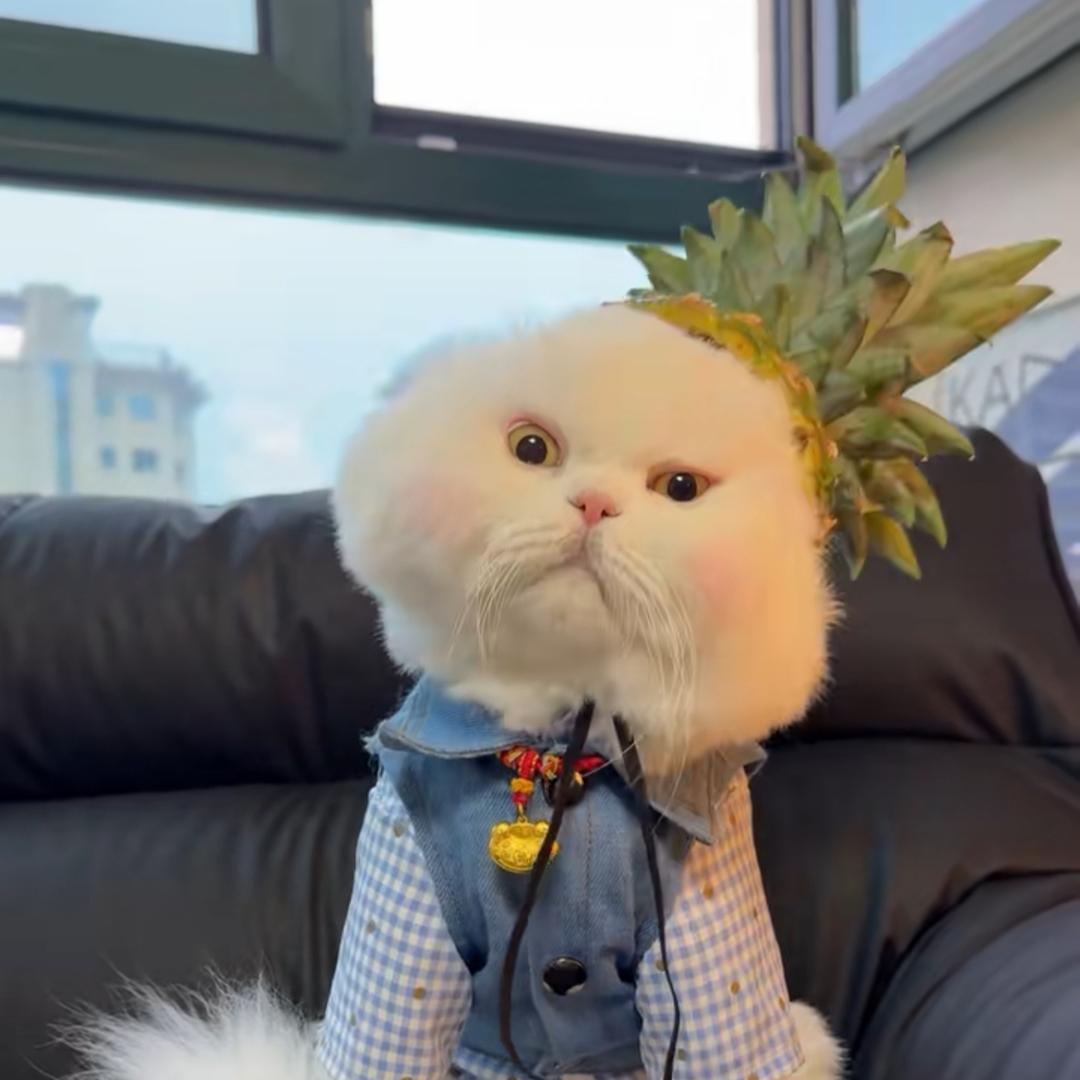 你压我🦵毛了