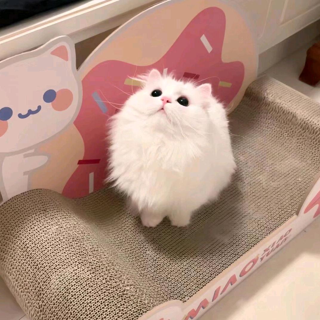 月上柳梢^