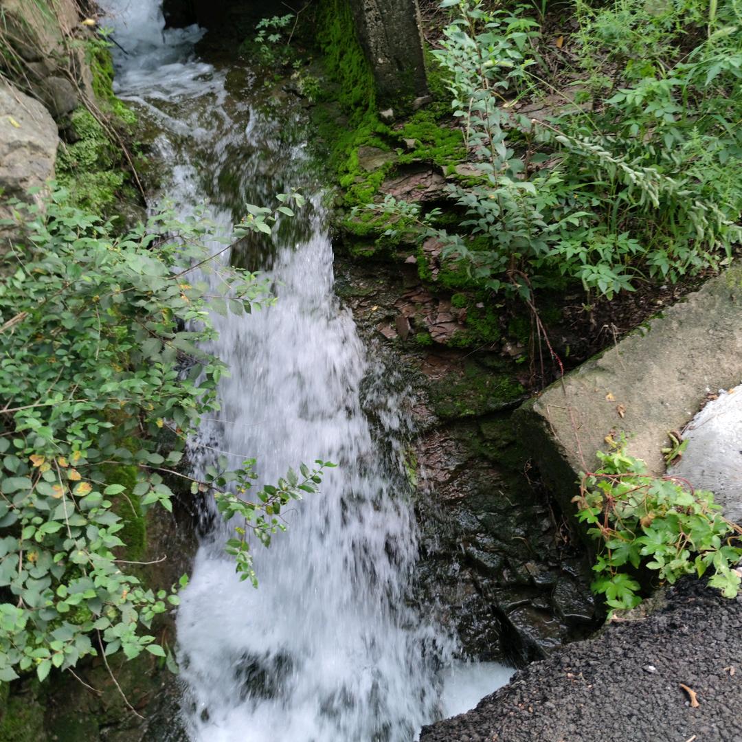 韩子李（木棉）