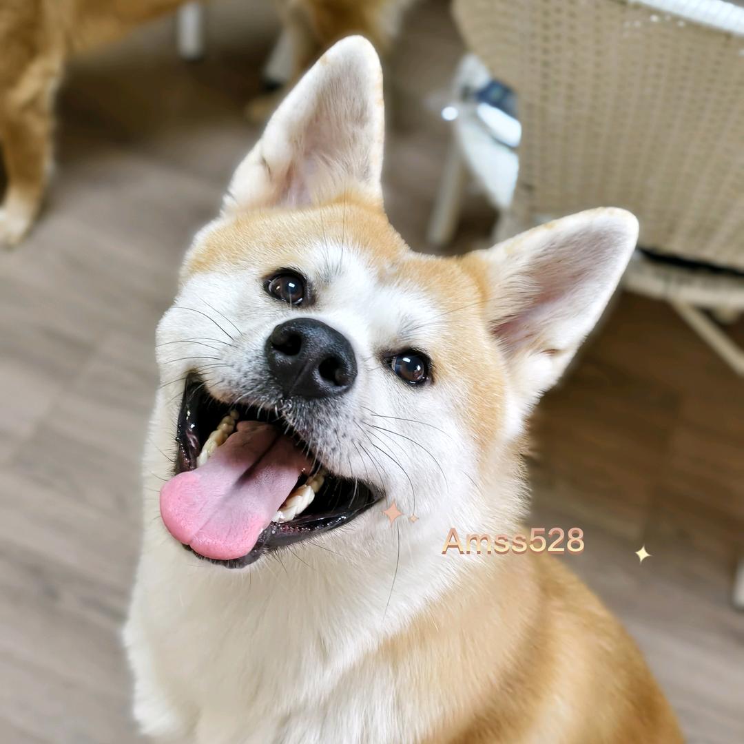 宠焙焙🐾宠物烘焙零食