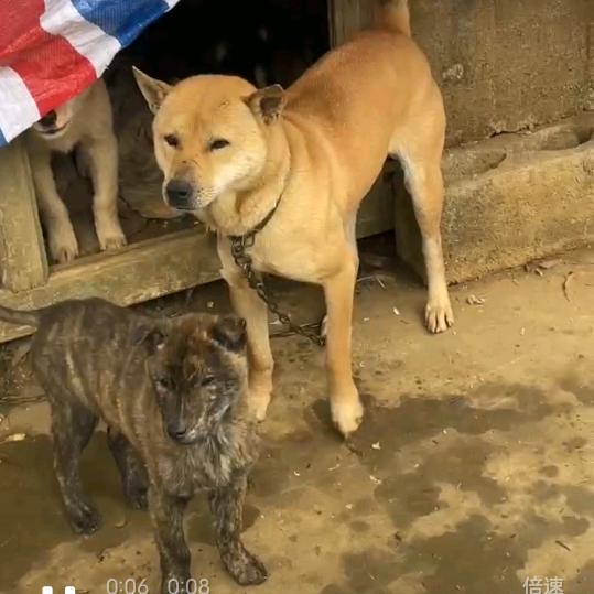 桂系土猎犬舍（大福）