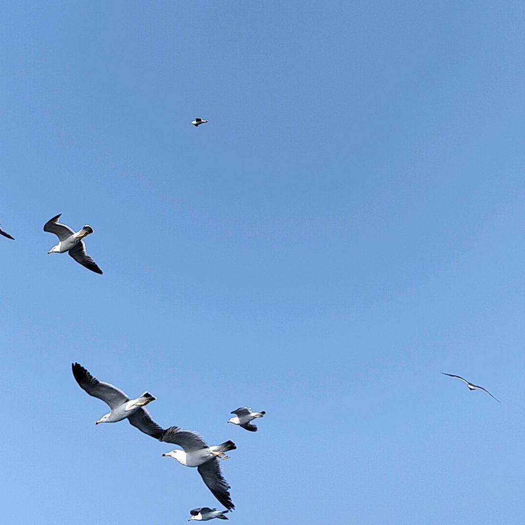 摆渡