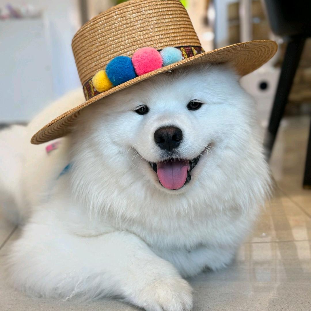 #狗蛋儿