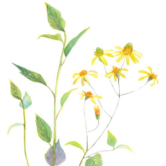 火