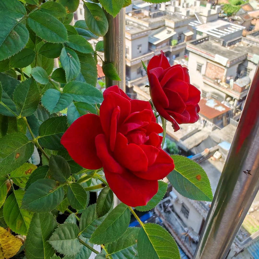 古云好物 ⁶⁶¹