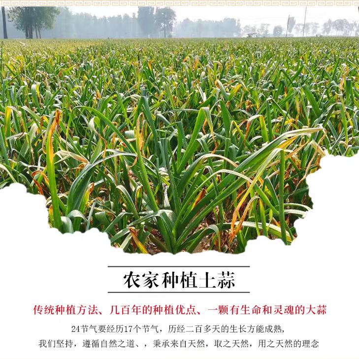 新鲜蔬菜农家直达