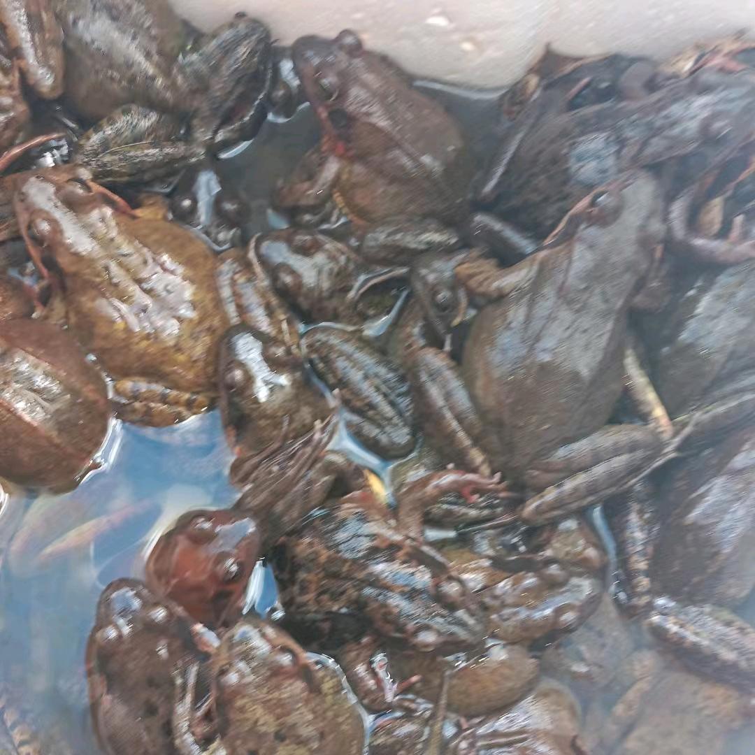 @桓仁蛤蟆  亮的
