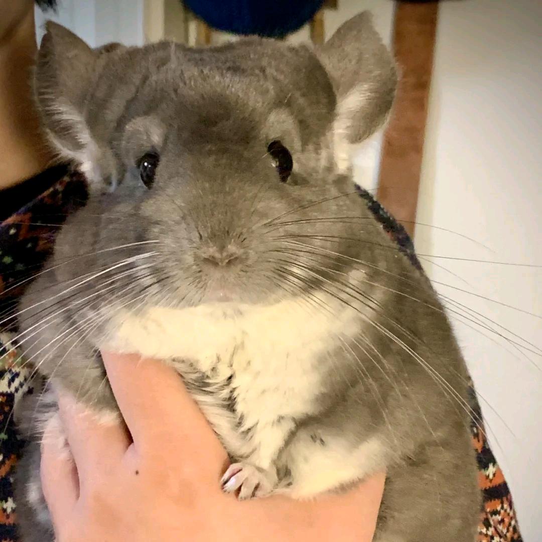 八方来财（小游戏版）