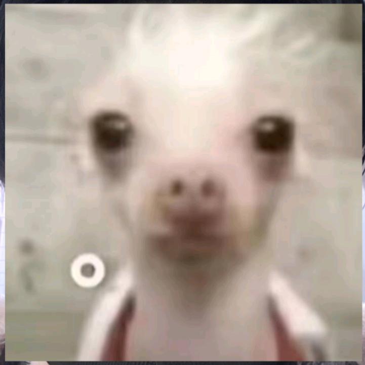 别揪头发