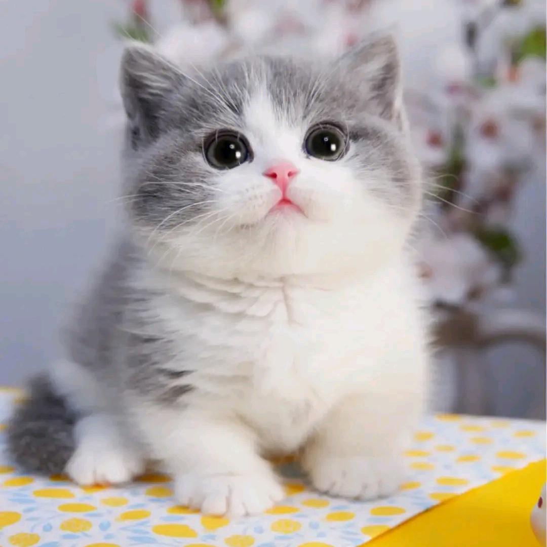 ꧔ꦿ᭄破茧幻化成蝶💞᭄࿐