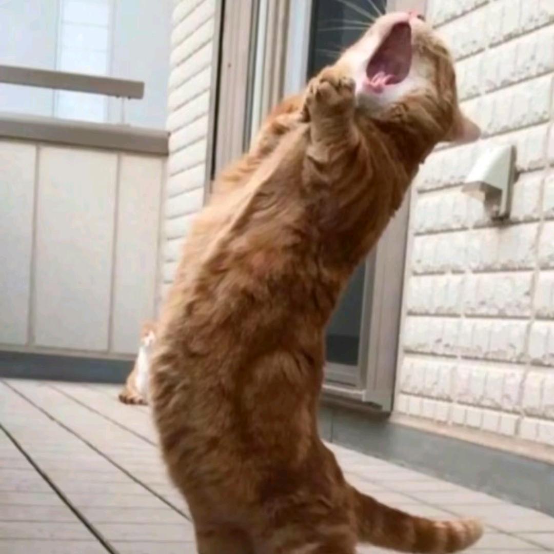 榨干的海绵摆摆