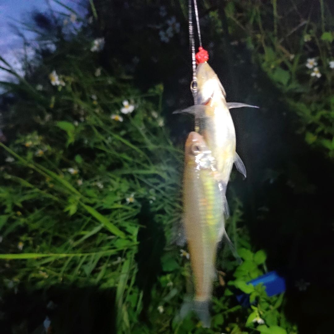 爱踢球⚽钓鱼🎣的喳喳辉
