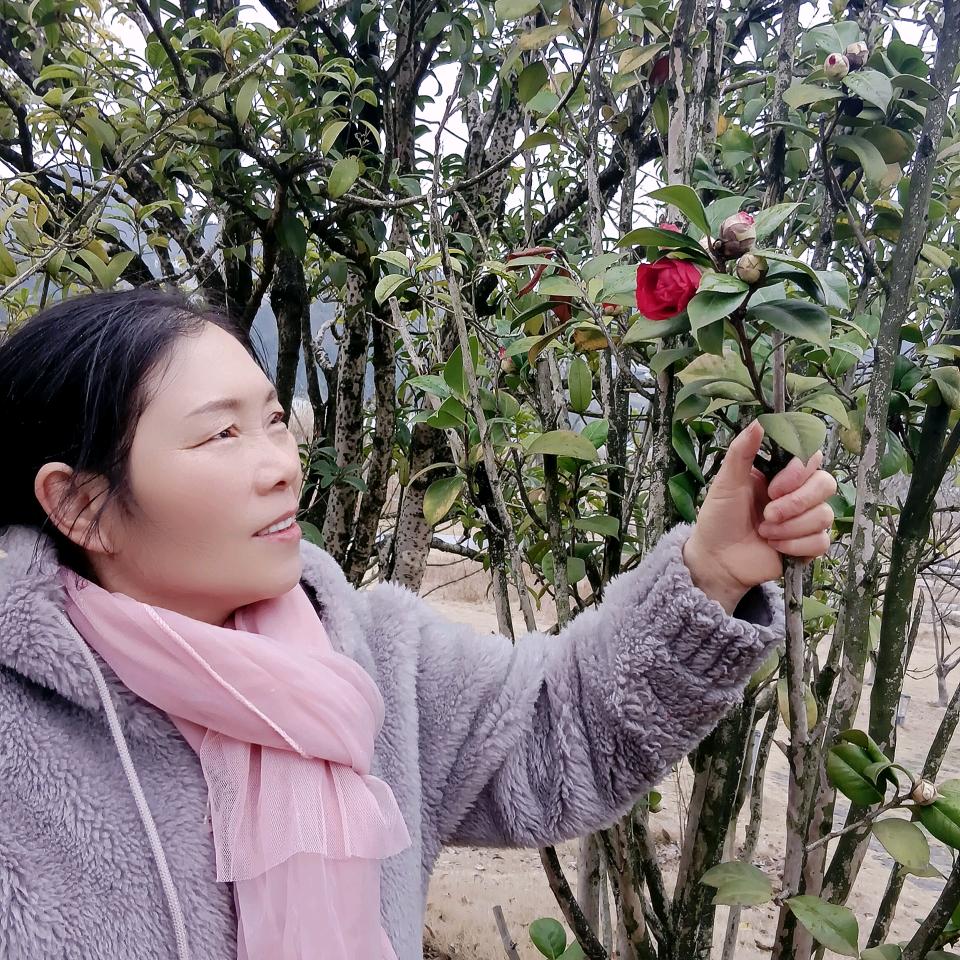 含梅好物