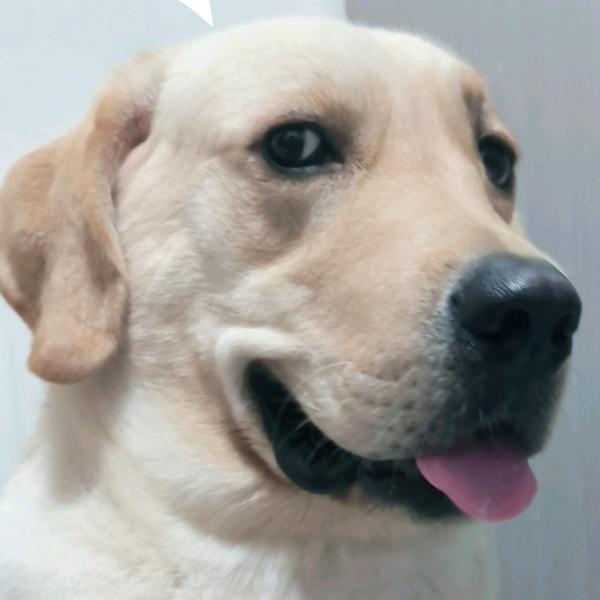 拉不拉多🐕大白