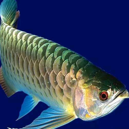 水里有🐟