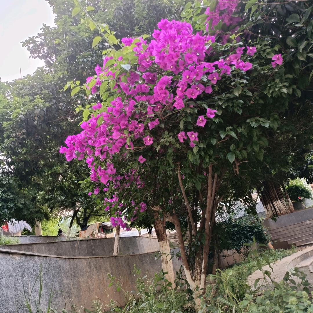 顺其自然
