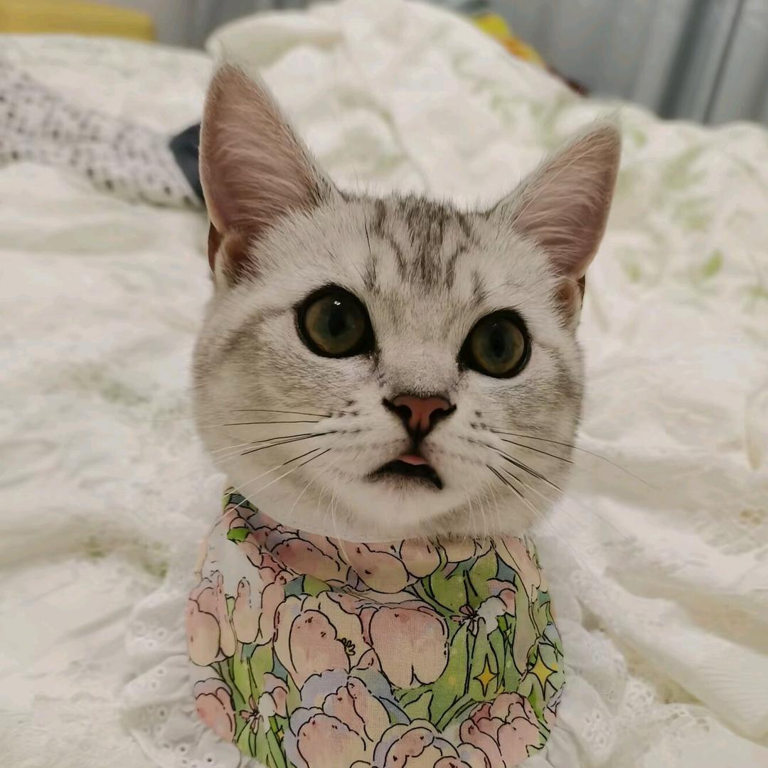 猫与狐狸