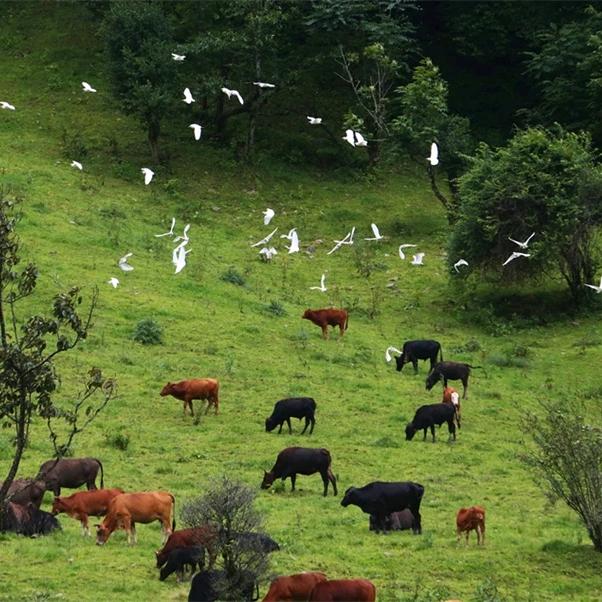 大吉航空冷链物流(农民进城记)