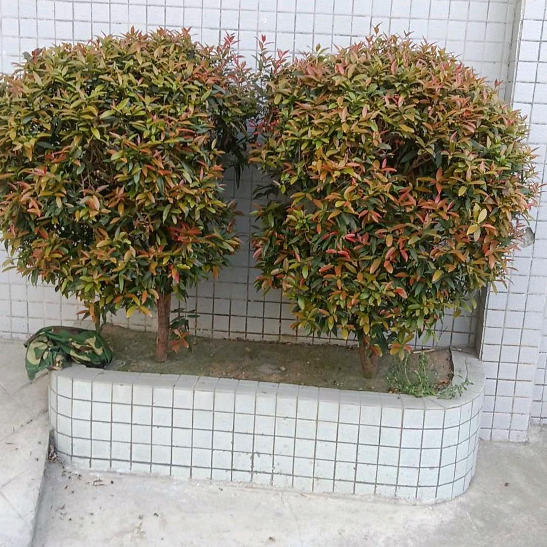 爱@*：你༒糖**豆ༀ豆ༀ