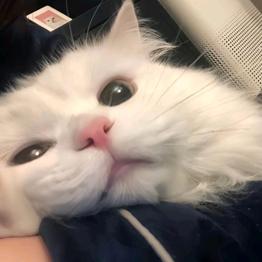 ꒦ິ^꒦ິ