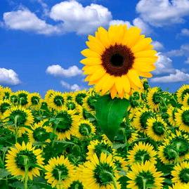 李佳斌幕墙施工团队