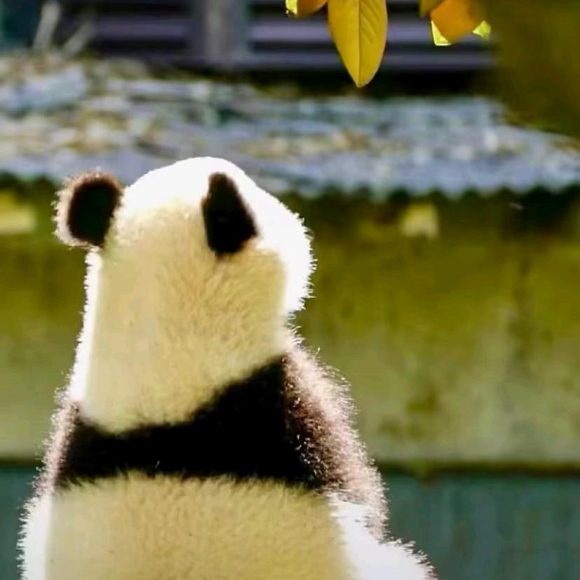 梦林
