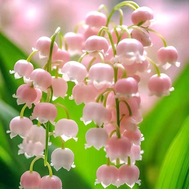 壹家花卉店1