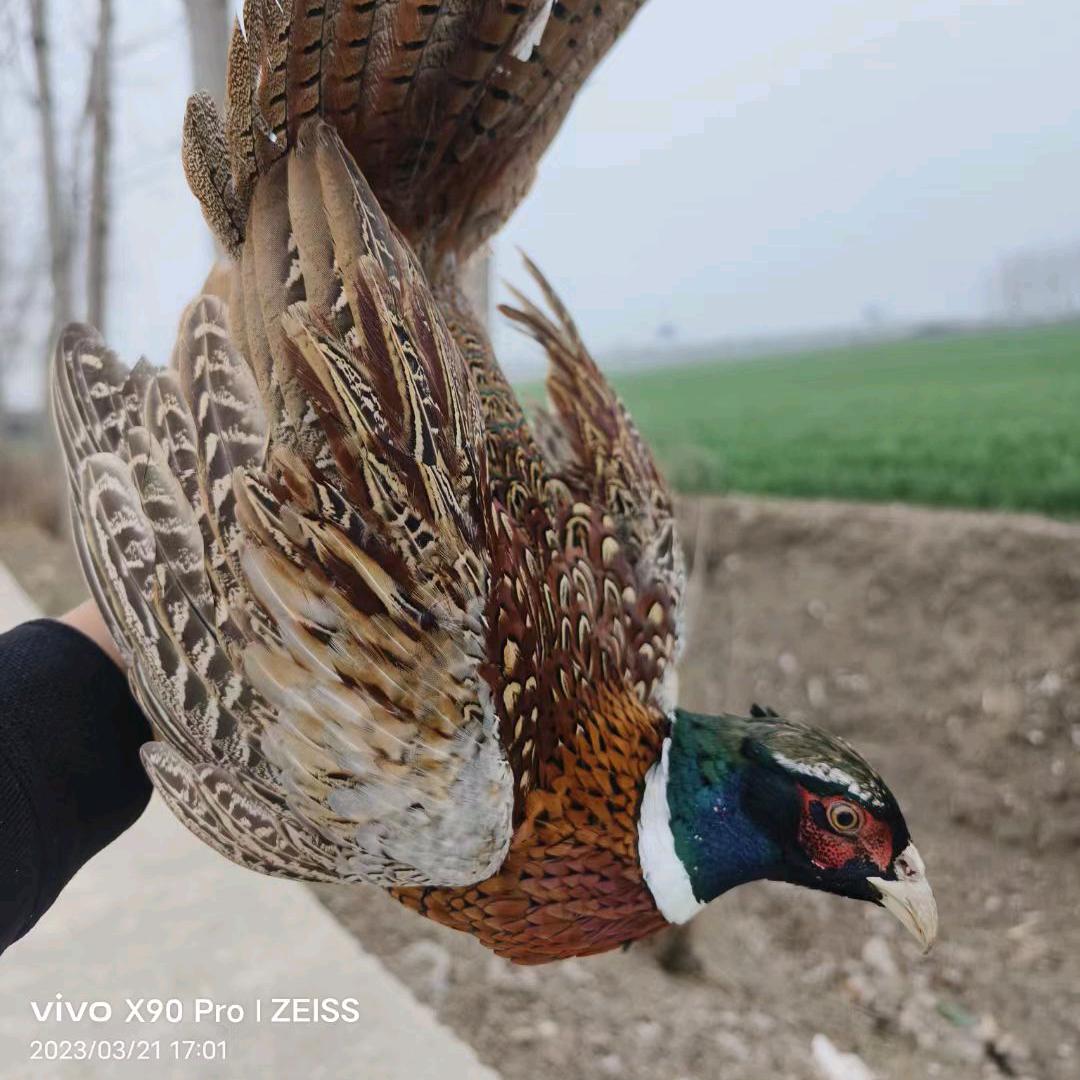 盛通七彩山鸡。仿生态养殖农场