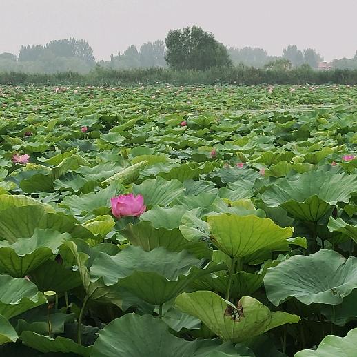 🥀ℒᎭℯ杨ꦿ҉᭄࿚ན