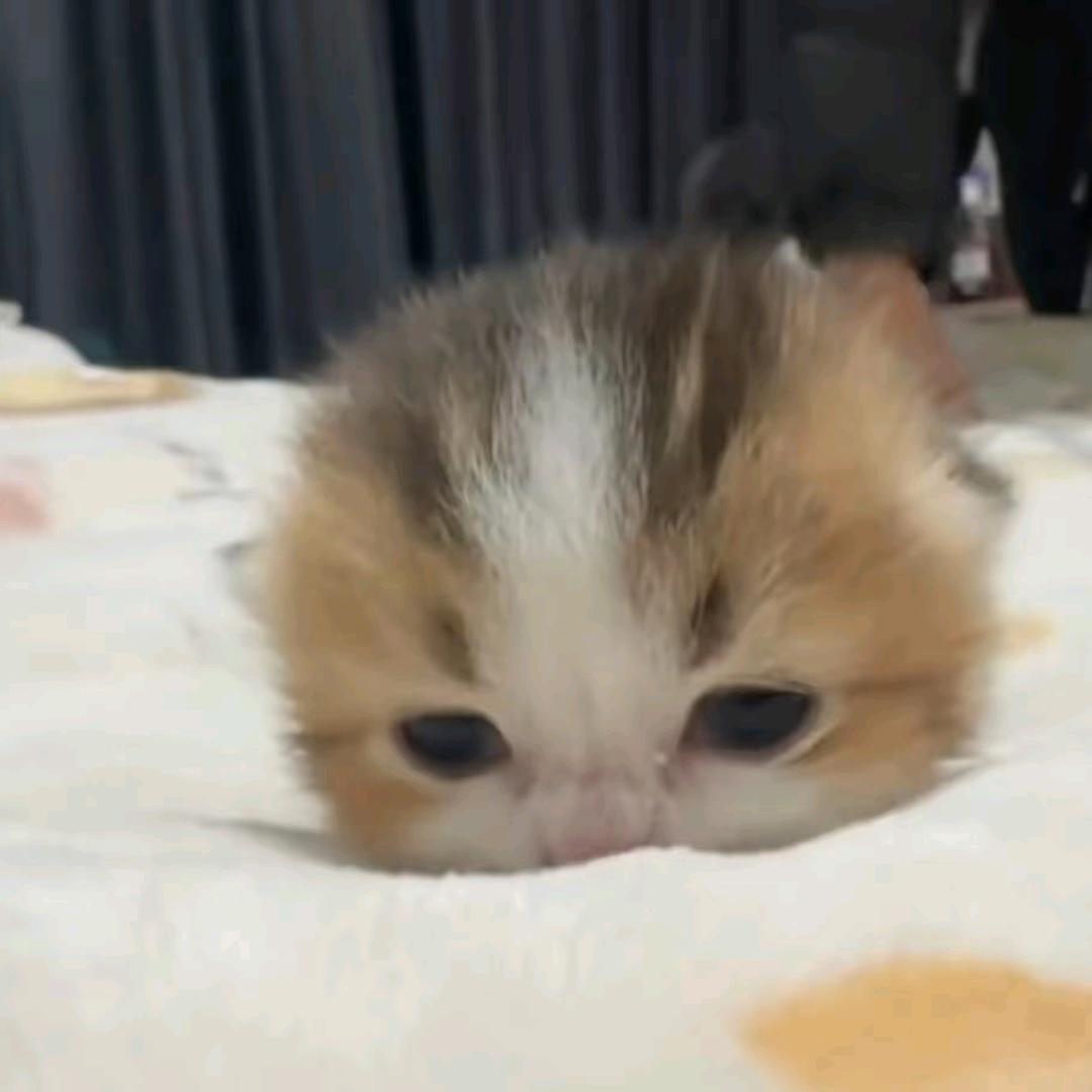 好运小蛋挞