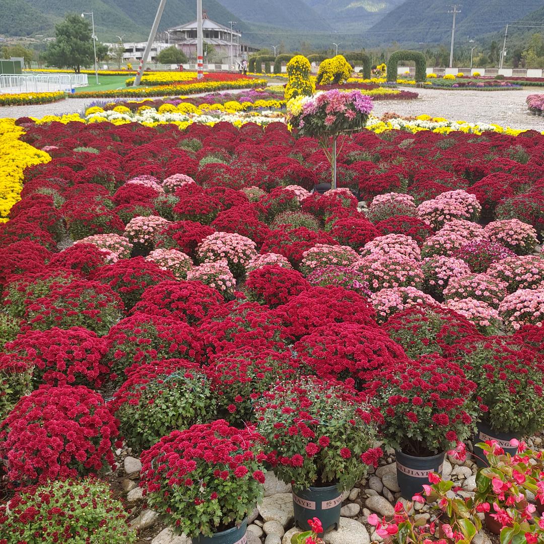 忘忧草