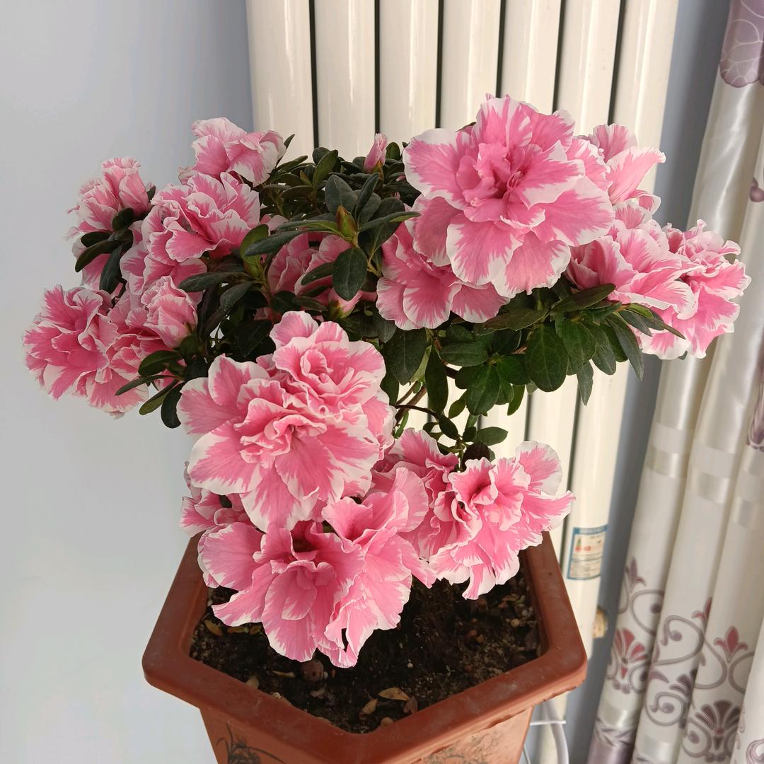 花的世界