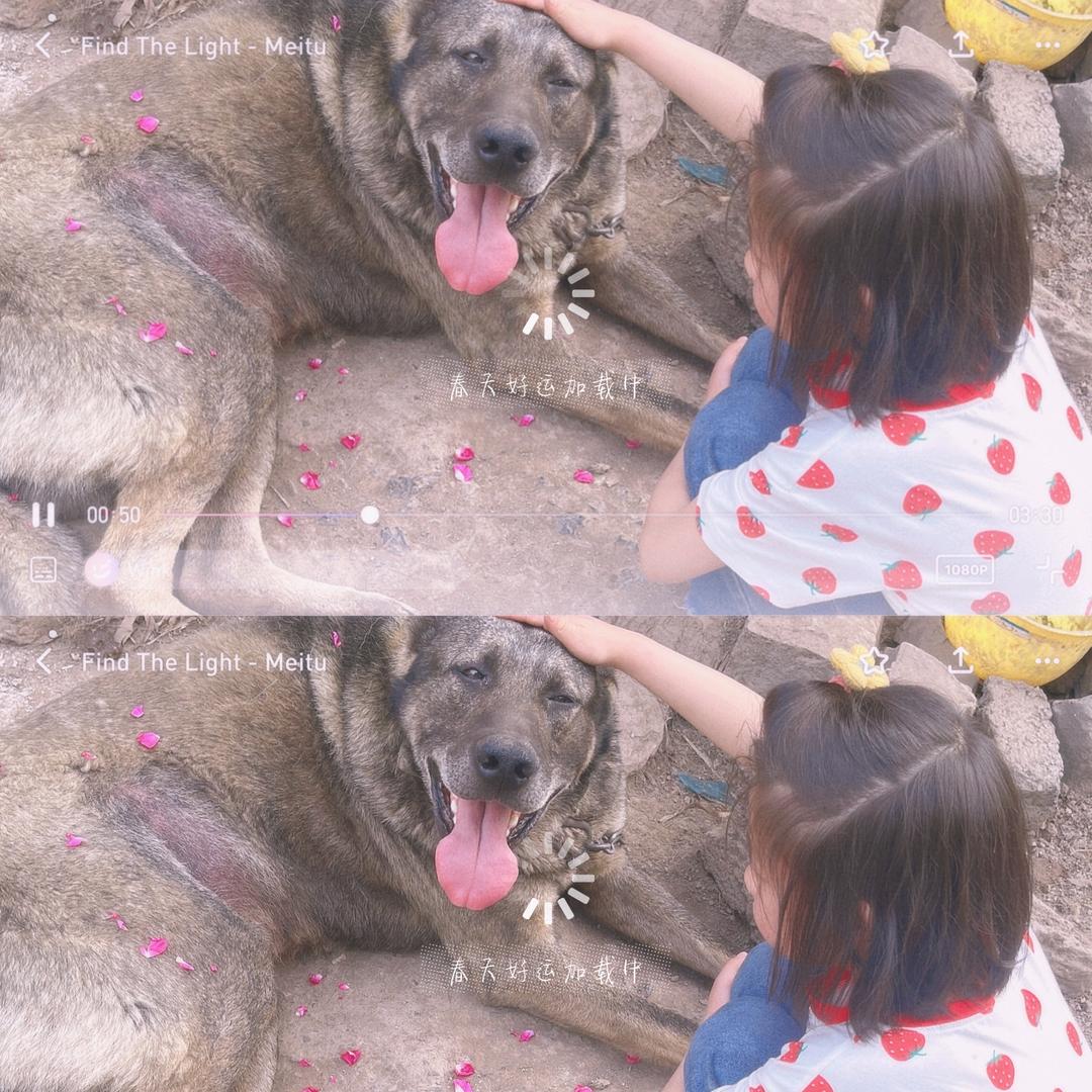 昆明犬（狼青）
