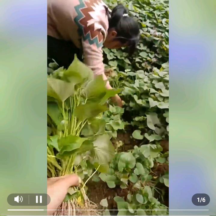 秋月梨树苗