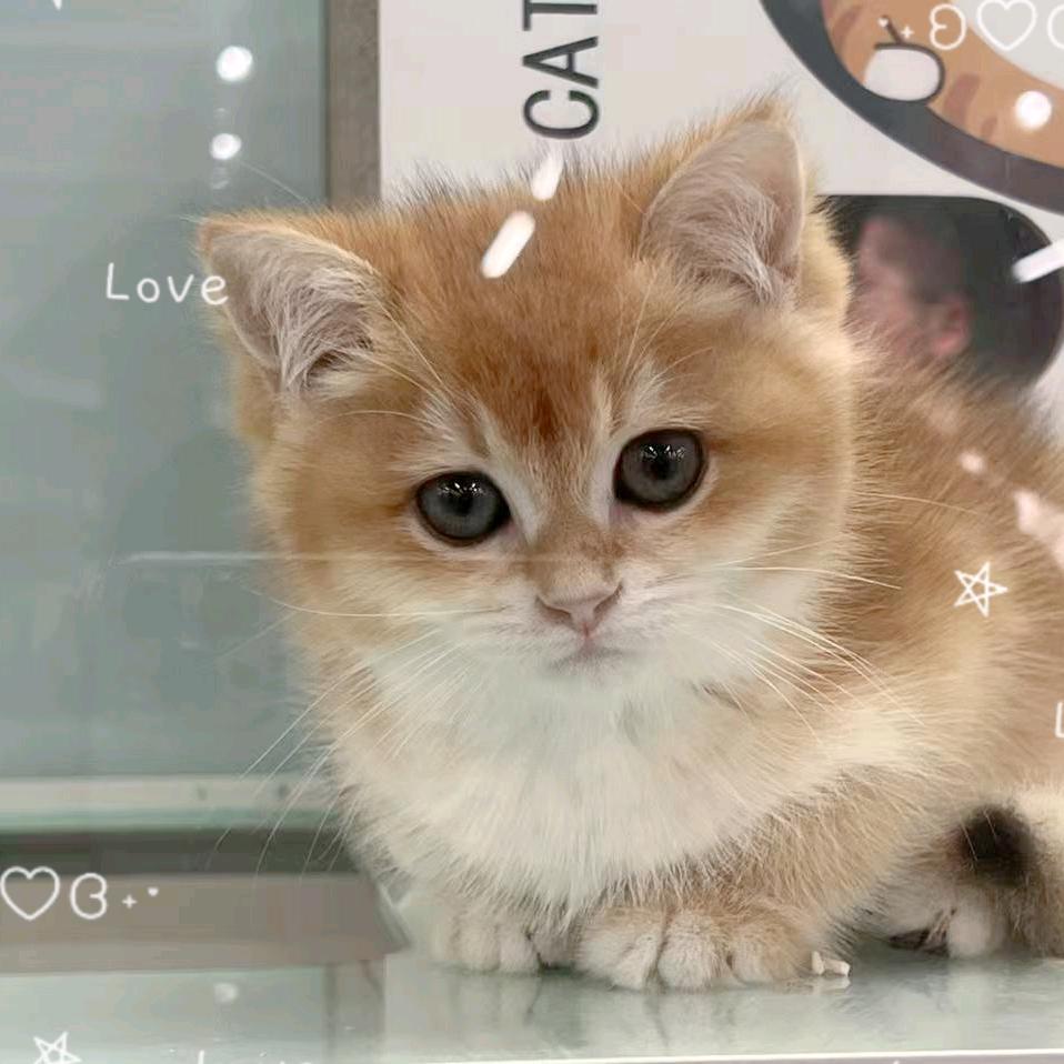 山有木兮