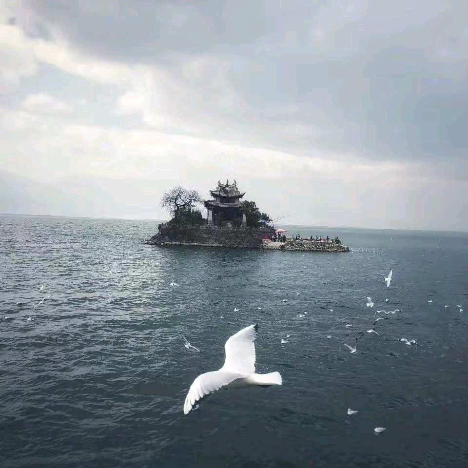 苏念(晚上11.00直播)