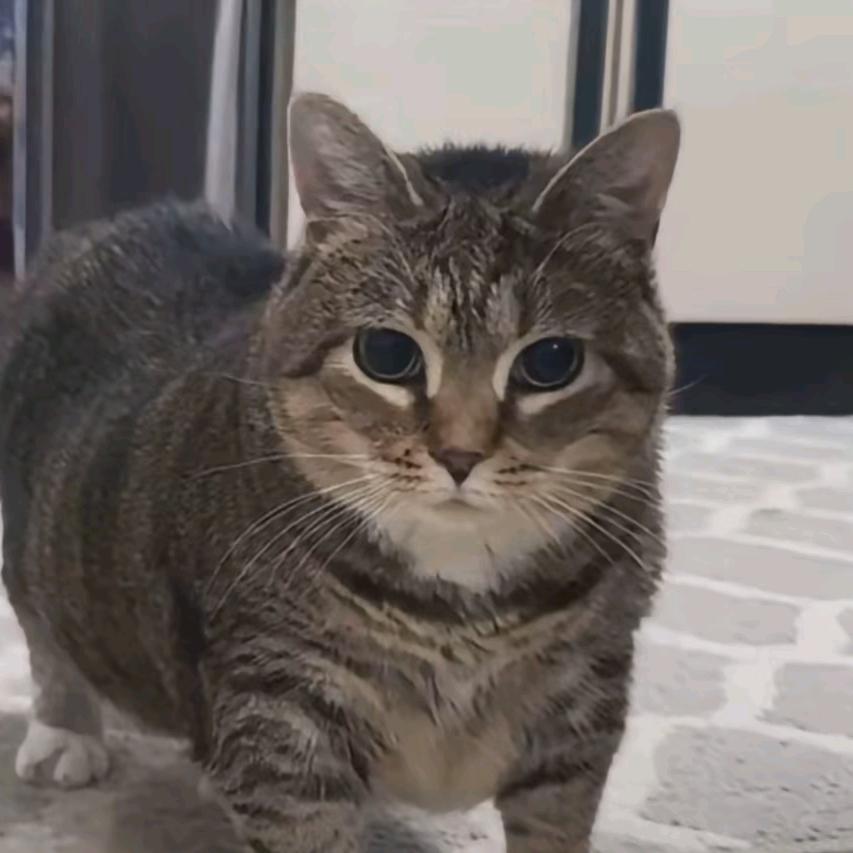 赖皮 🐶（三角洲行动）