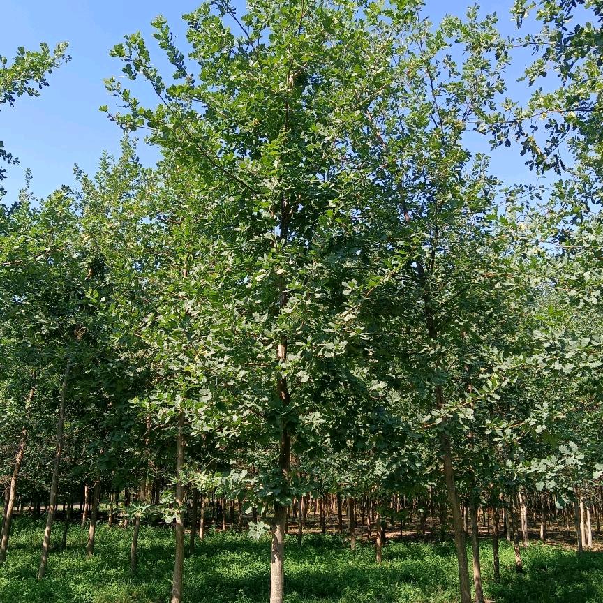 新疆橡树种植基地
