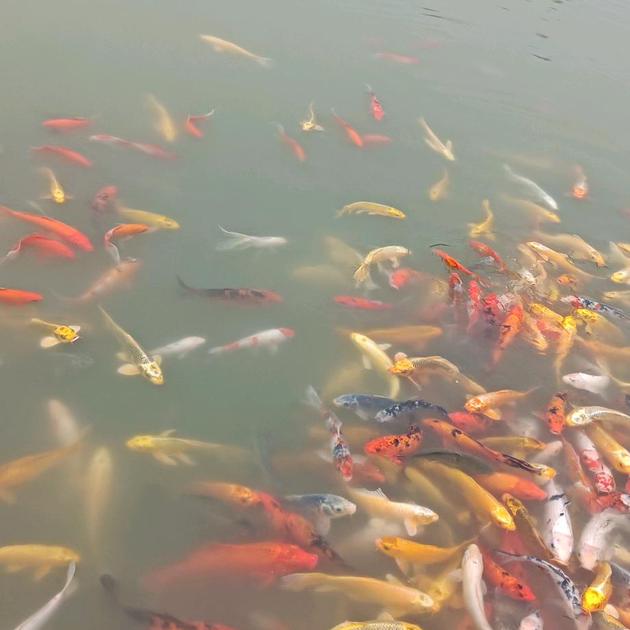 水中花