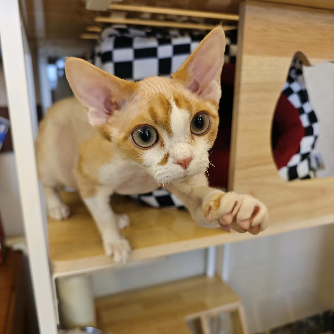 皮卡丘养成记一德文