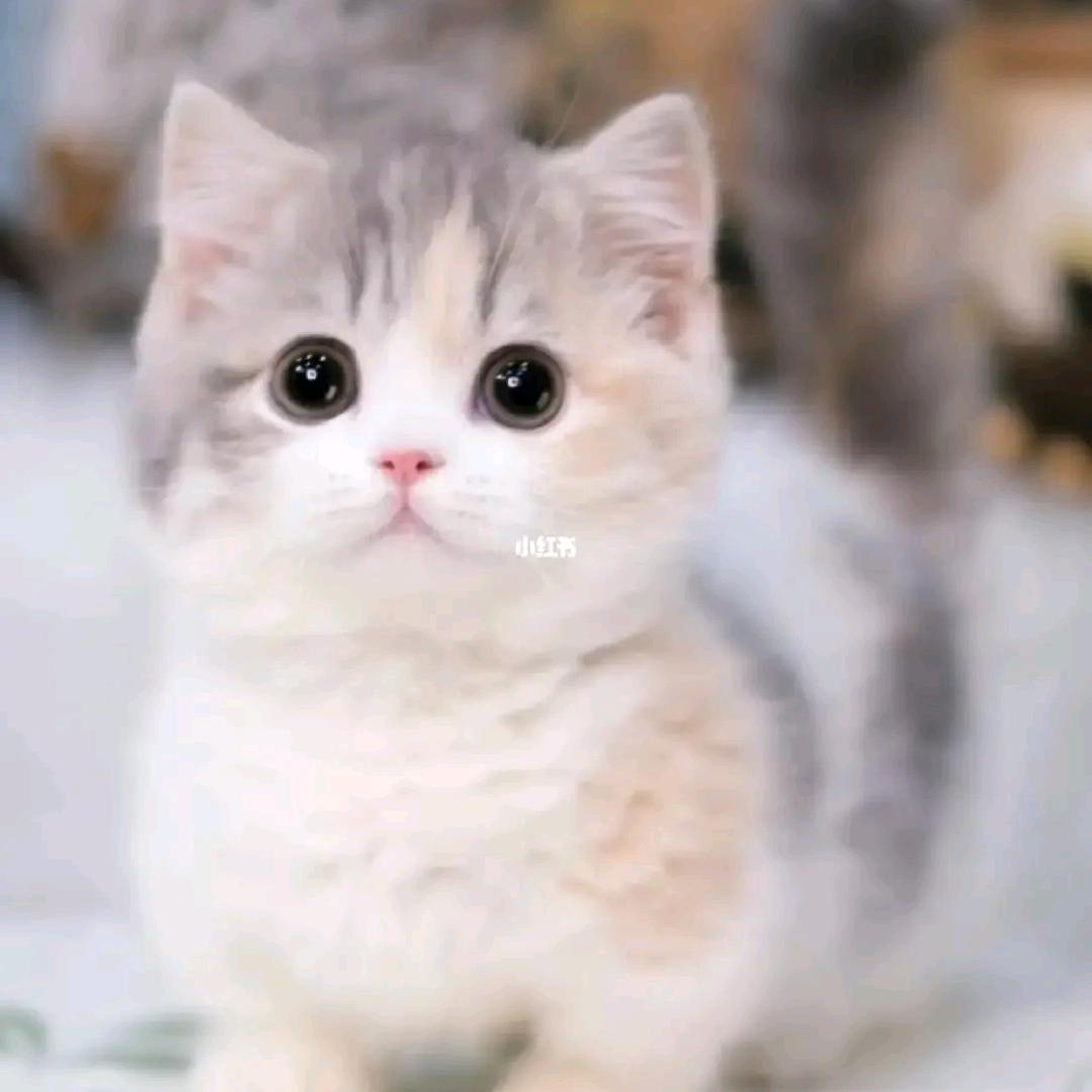 用户