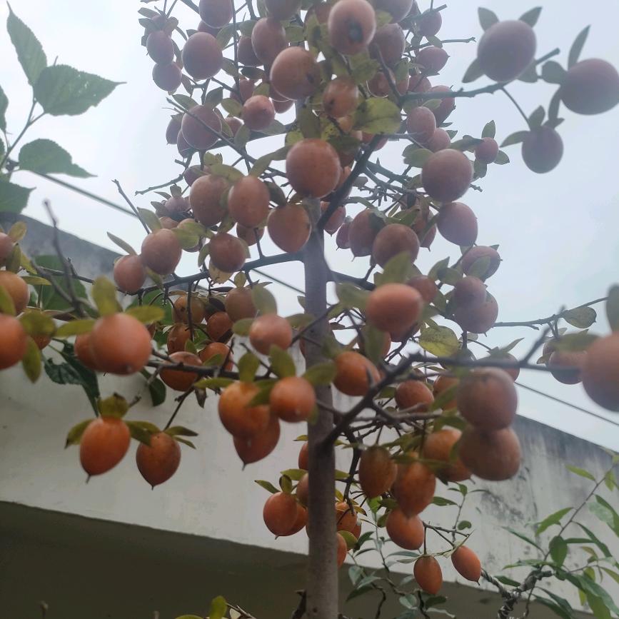 美怡家