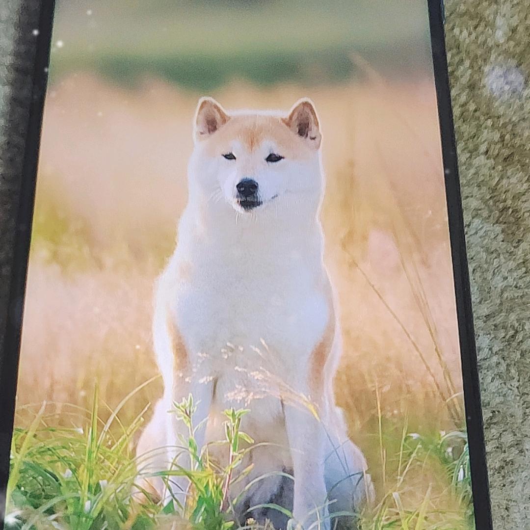 我就是傲娇头像