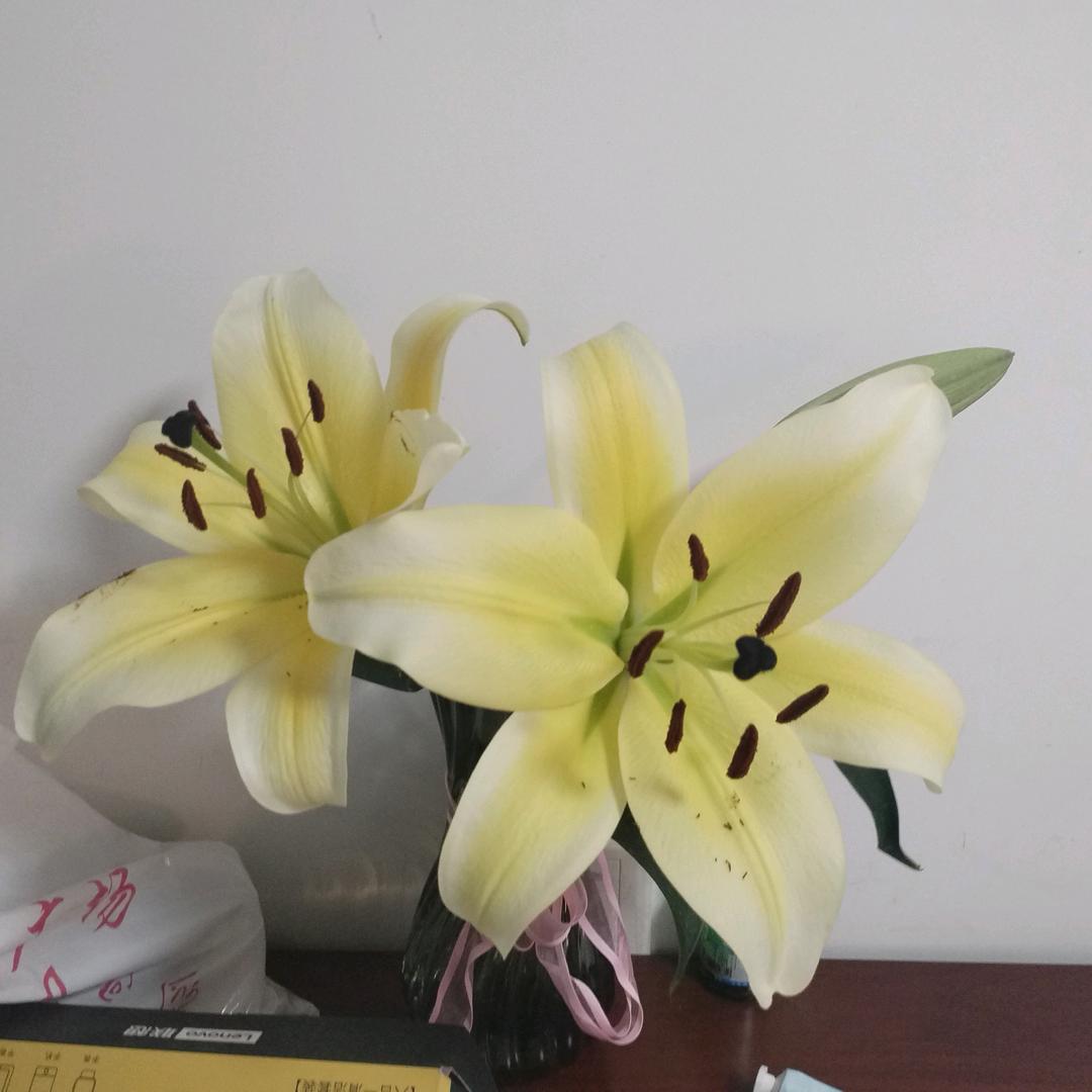 木子先生（会飞的心）