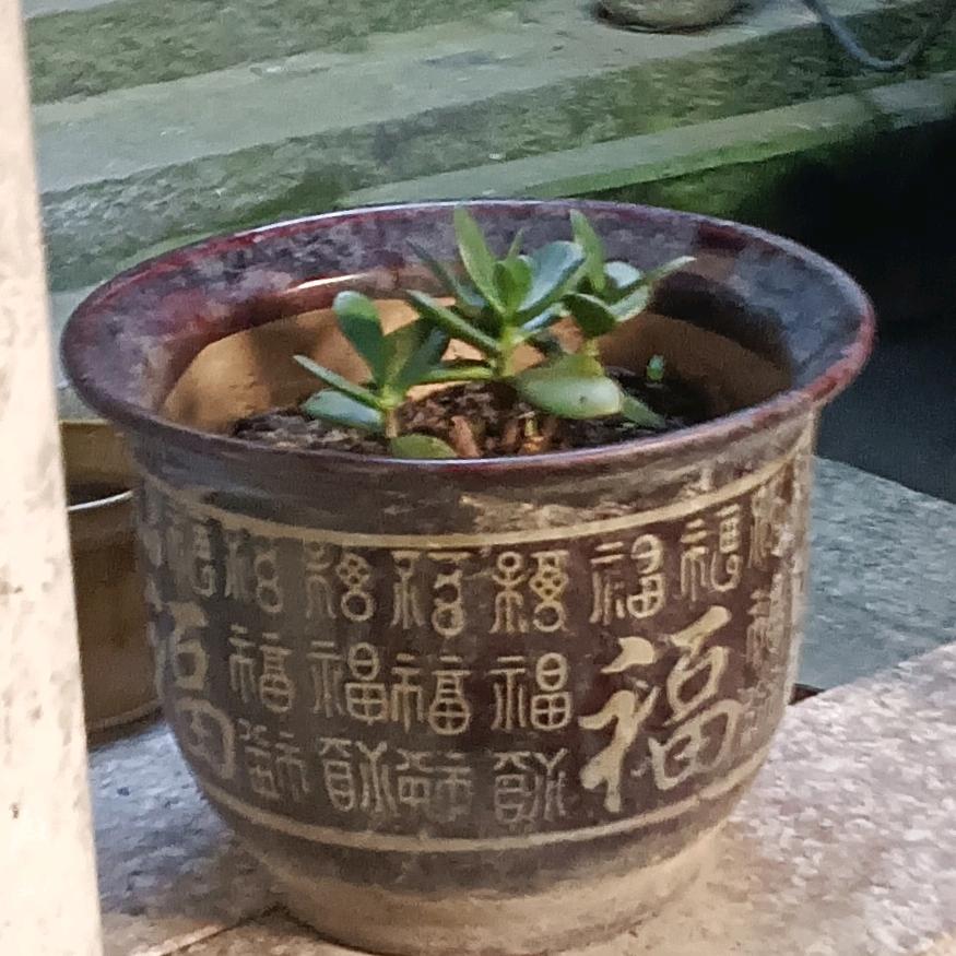 シウ